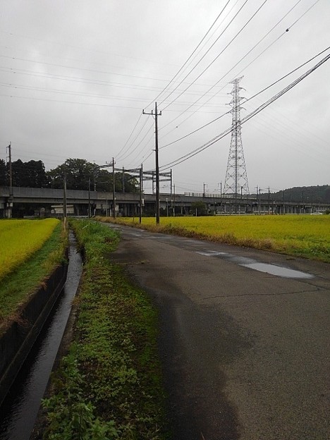 Photos: 水田沿いの道路（9月8日）