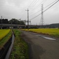 Photos: 水田沿いの道路（9月8日）