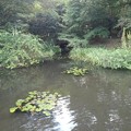 写真: 那須野が原公園の森の池（9月18日）