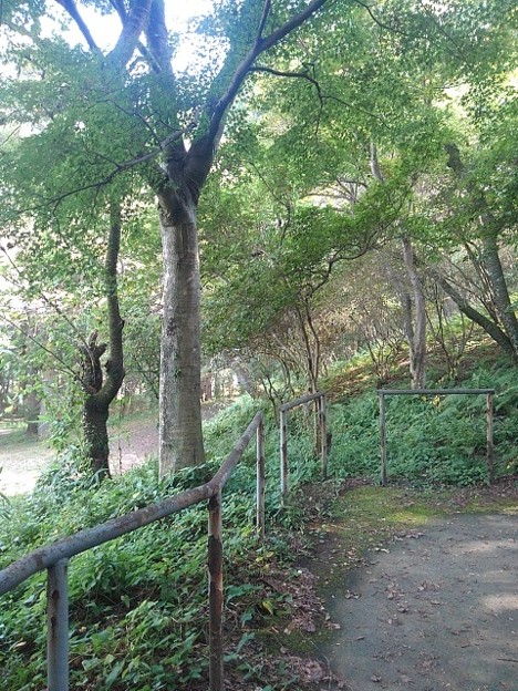 烏ヶ森公園の丘の階段のモミジの木（9月17日）