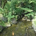 写真: 鯉も泳ぐ小川（9月18日）