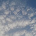 写真: 鱗雲（10月14日）