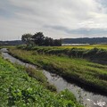 Photos: 緑の多い土手のある川（10月3日）