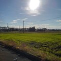 Photos: 水田地帯（10月23日）