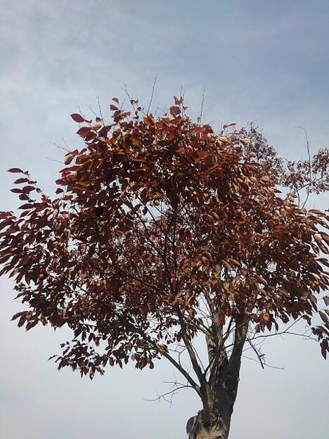 赤い葉の街路樹（11月4日）