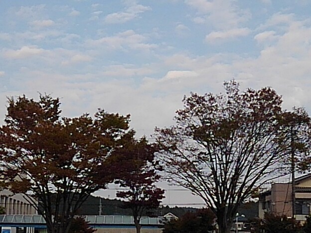 写真: 街路樹（10月28日）