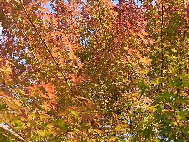写真: 街路樹のモミジの葉（11月2日）