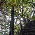 Photos: 川崎城跡の丘のモミジの天井（11月8日）