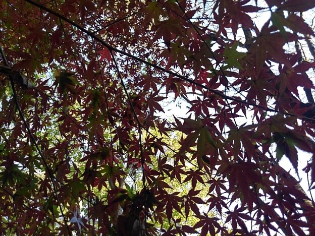 Photos: 川崎城跡公園の丘の赤いモミジの葉（11月8日）