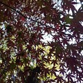 Photos: 川崎城跡公園の丘の赤いモミジの葉（11月8日）