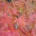 Photos: 川崎城跡の赤いモミジの葉（11月8日）