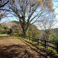 Photos: 黄金色の葉の木もある丘の道（11月8日）