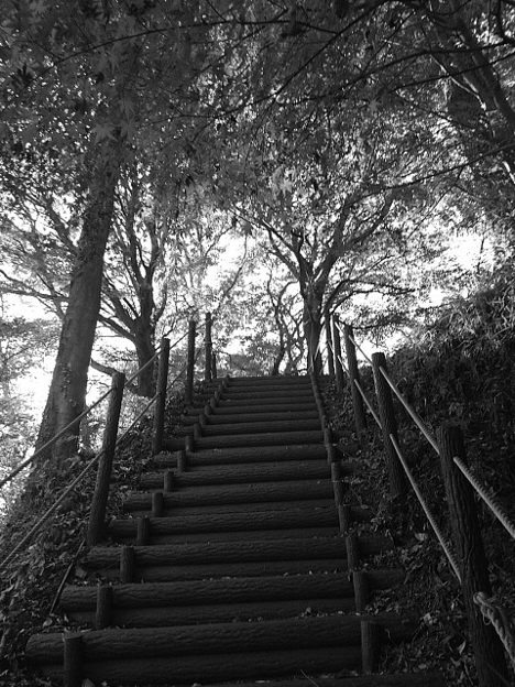 川崎城跡の丘のモミジの木・モノクロ（11月8日）