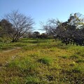 写真: 川崎城跡の丘の広場（11月8日）