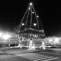 写真: クリスマスツリー型イルミ・モノクロ（12月9日）