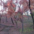 烏ヶ森公園の丘の赤モミジ（12月9日）
