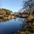 写真: 烏ヶ森公園の青き池（12月9日）
