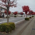 街路樹のモミジのある道（11月26日）