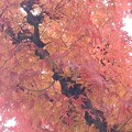 街路樹のモミジの葉（11月26日）