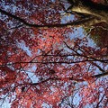 烏ヶ森公園の丘のモミジの葉（12月9日）