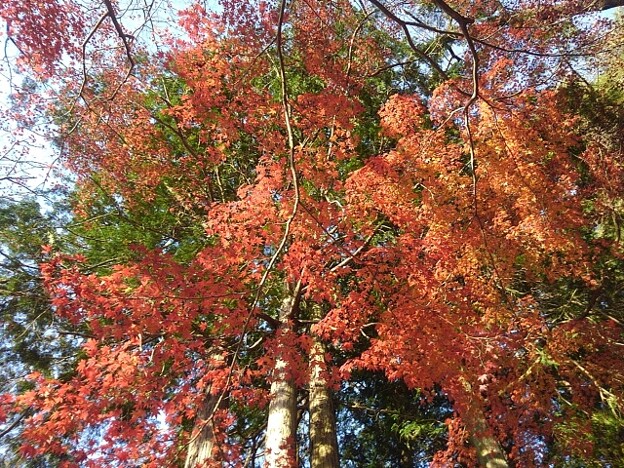 烏ヶ森公園の丘の赤いモミジの葉（12月9日）