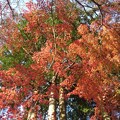 烏ヶ森公園の丘の赤いモミジの葉（12月9日）