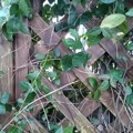 写真: 格子状の壁と葉（12月3日）