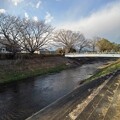 写真: 川岸と橋（12月3日）