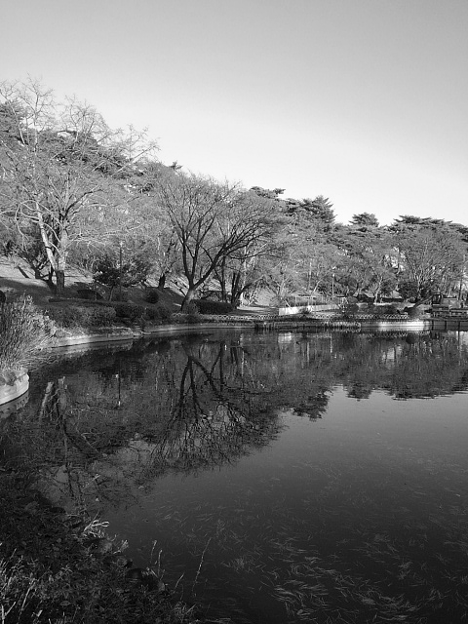 映り込みが良い烏ヶ森公園の池・モノクロ（12月9日）