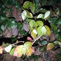 写真: 夜の小さな葉（1月22日）