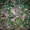 写真: 夜の格子状の壁と葉（1月22日）