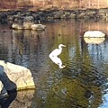写真: 池の浅瀬のシラサギ（1月1日）