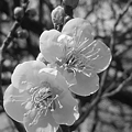 写真: 梅の花・モノクロ（2月18日）