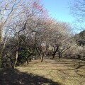 写真: 斜面近くの梅並木（3月3日）