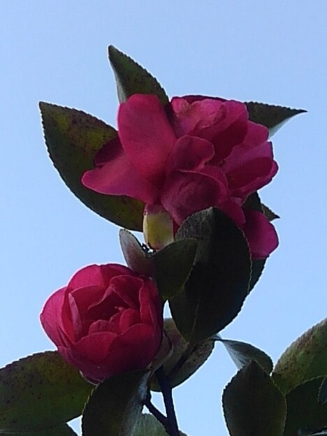 写真: 高めの位置で咲くサザンカ（3月4日）
