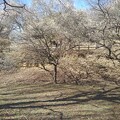 写真: 丘の梅並木（3月3日）