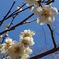 写真: 枝の白梅（3月3日）