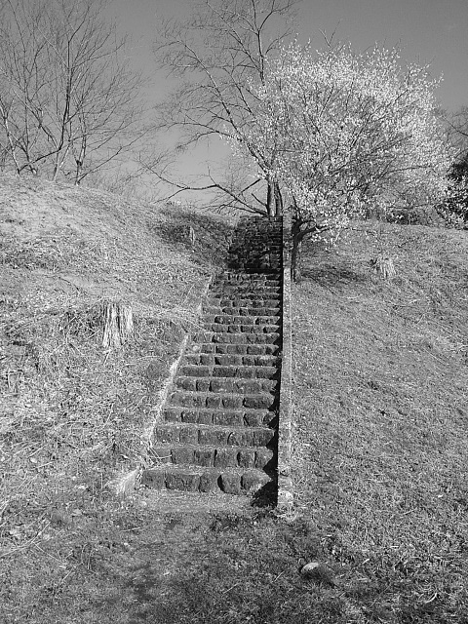 写真: 梅と階段・モノクロ（3月3日）