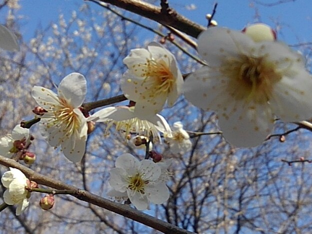 白い梅の花（3月3日）