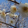 写真: 白い梅の花（3月3日）