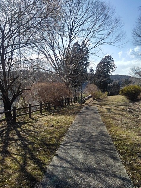 写真: 平和な丘の道（3月3日）