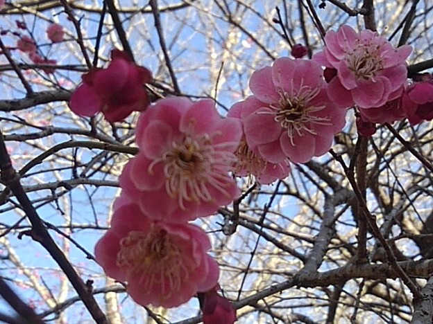 ピンクの梅の花（3月3日）