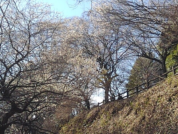 斜面の梅の木（3月3日）