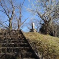 写真: 石段の上にある梅の木（3月3日）