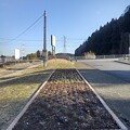 川崎城跡の花壇と鉄塔（3月3日）