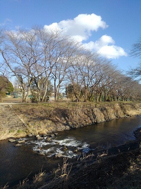写真: 石垣の土手のある川（3月13日）