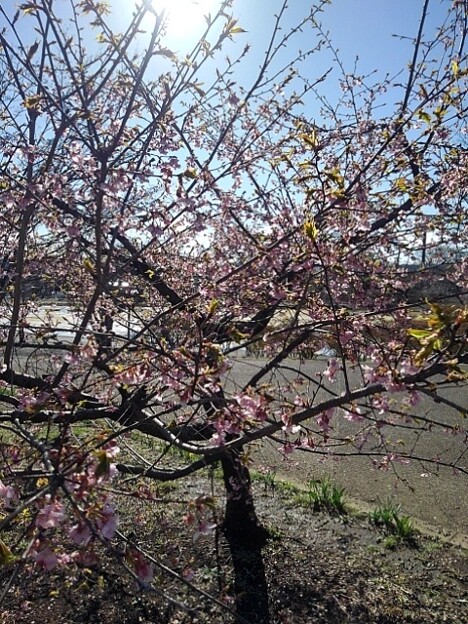 写真: 早咲き桜の木（3月29日）