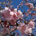 写真: 早咲き桜の花（3月29日）