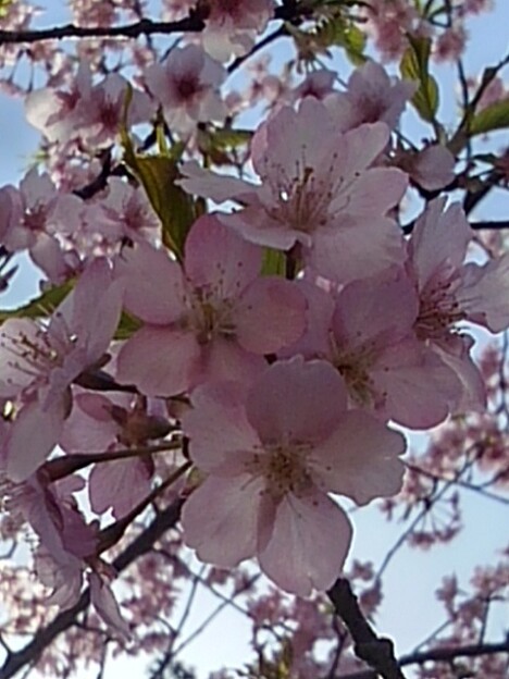 写真: 烏ヶ森公園の丘にある早咲き桜の花（3月30日）