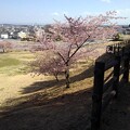 写真: 烏ヶ森公園の丘の斜面の桜（3月30日）